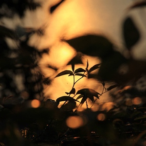 日本人屁股眼交
